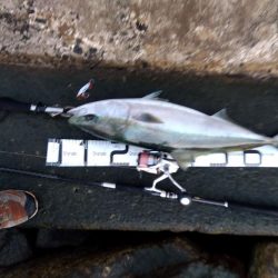 初、青物…しかもブリサイズ